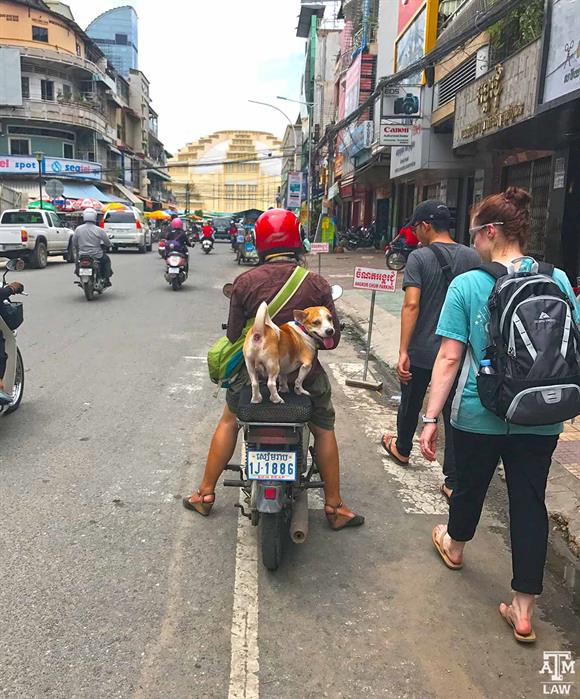 scooter dog