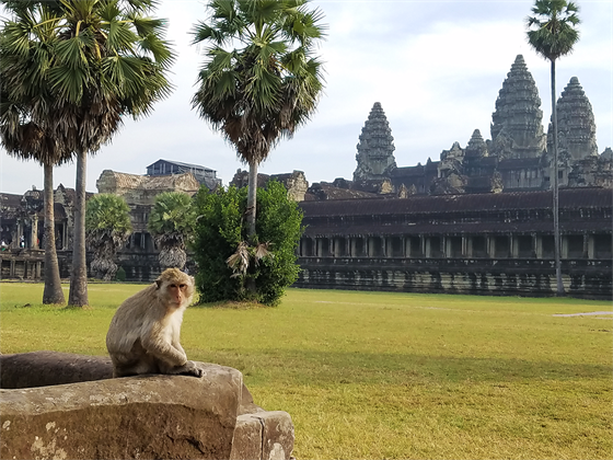 Cambodia- monkey at Angkor Wat