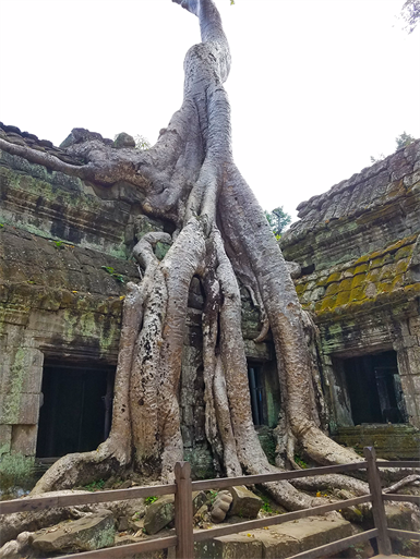 Cambodia-Ta-Prhom-Croft